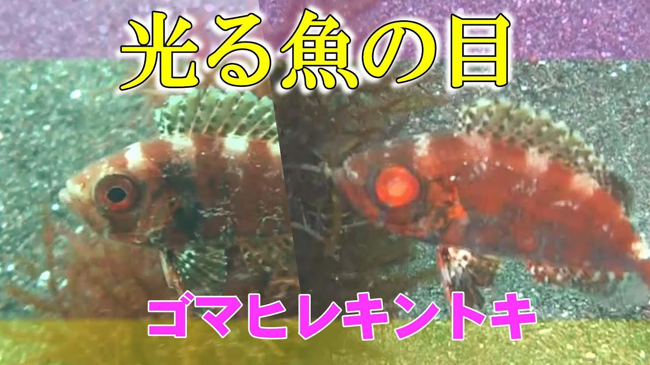 夜行性のゴマヒレキントキの水中映像