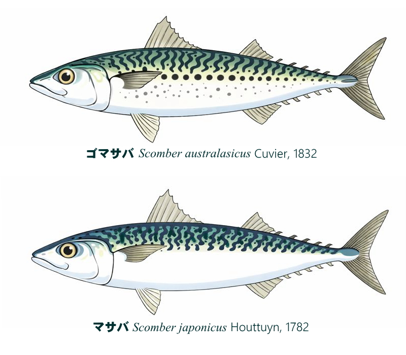 マサバとゴマサバの模様の違い