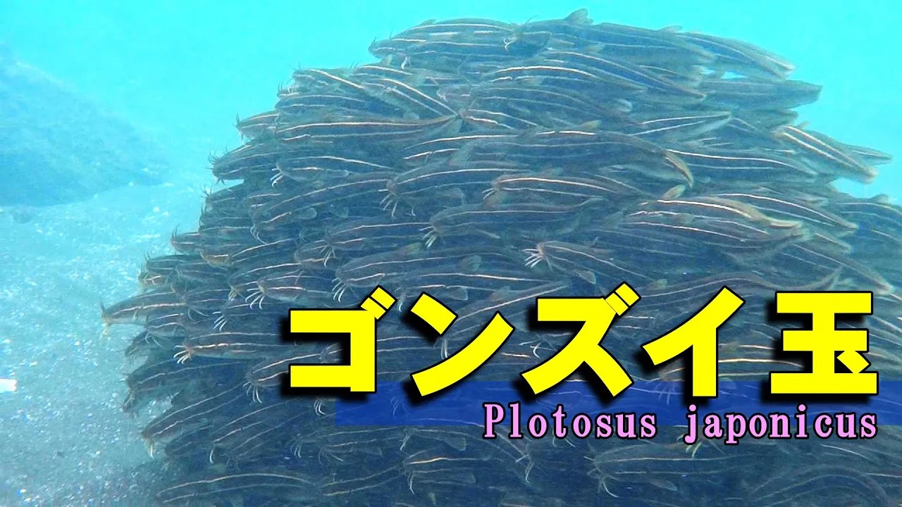 玉のように群れるゴンズイ