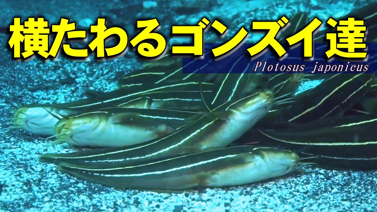 転がるように横たわるゴンズイたち