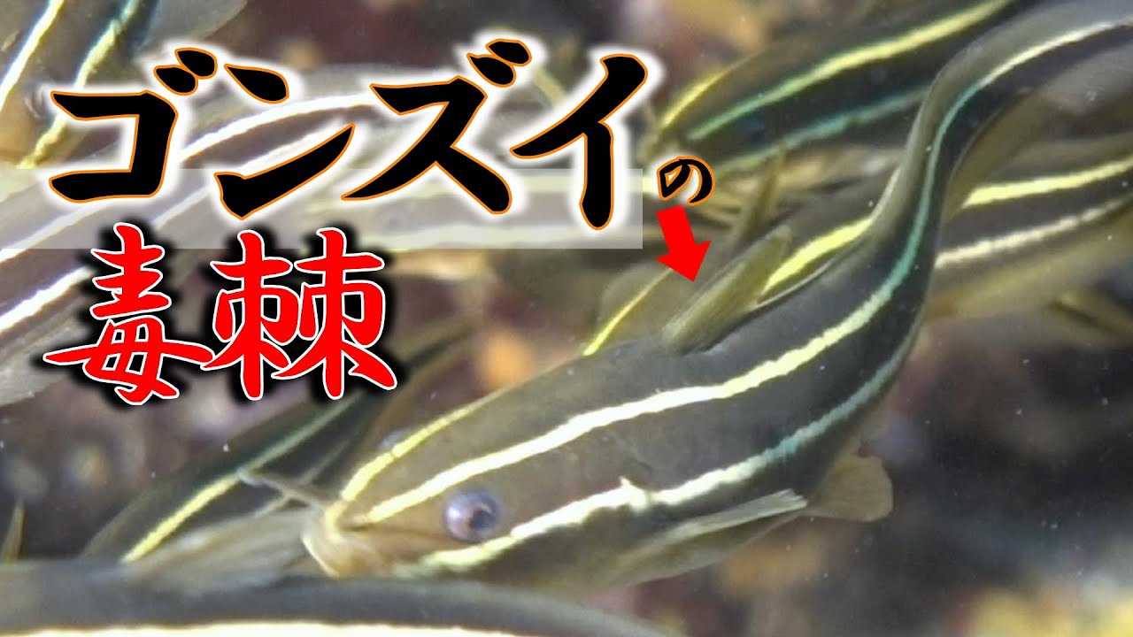 ゴンズイの毒棘の水中映像