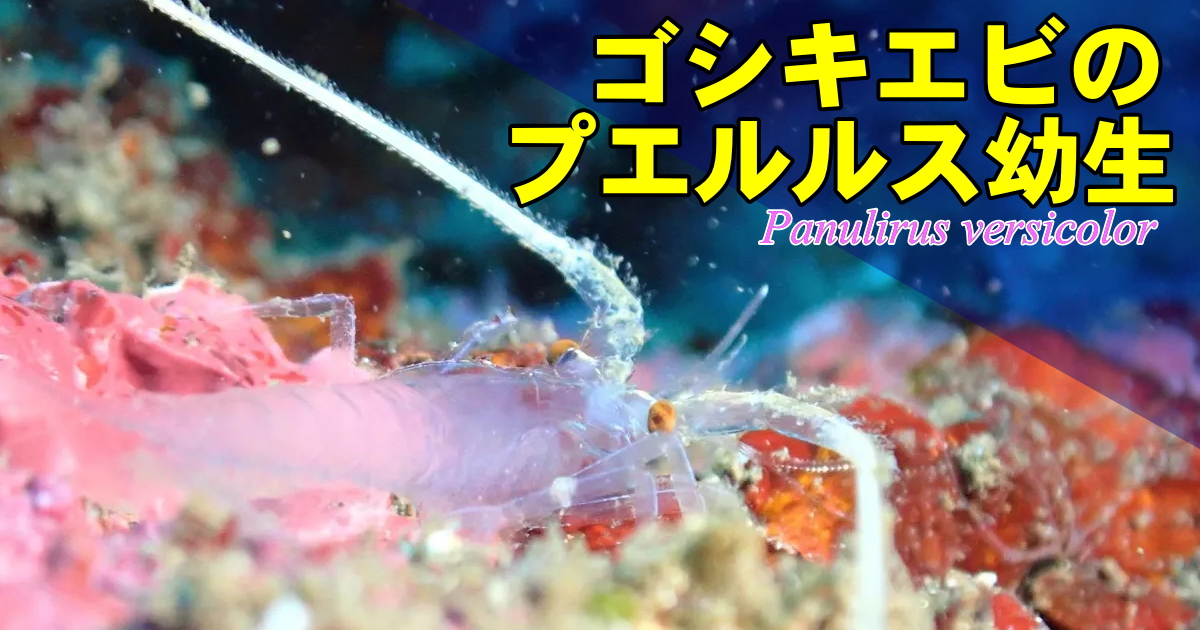 ゴシキエビのプエルルス幼生の水中映像