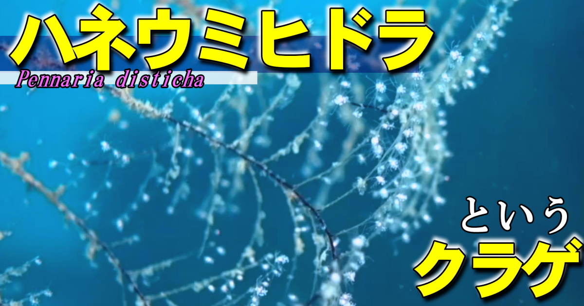ハネウミヒドラ水中映像