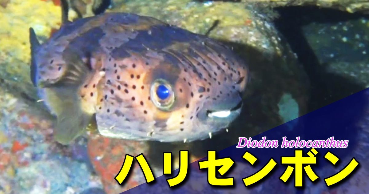 ハリセンボン水中映像