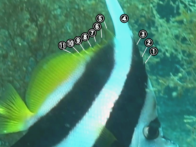 ハタタテダイの背ビレ棘条