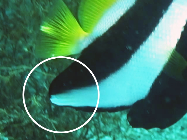 ハタタテダイの尻ビレ