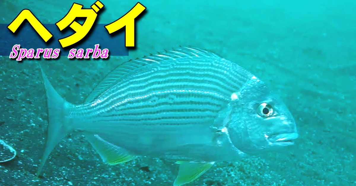 ヘダイの水中映像