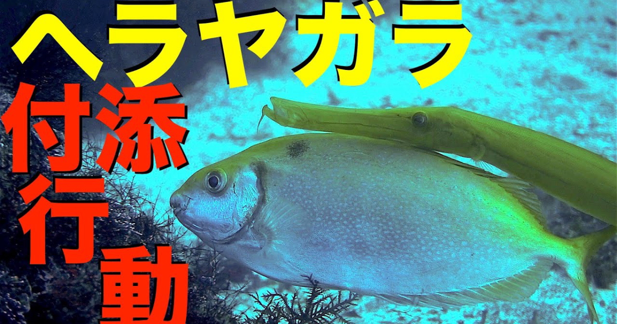 ヘラヤガラに付添行動をされるアイゴ