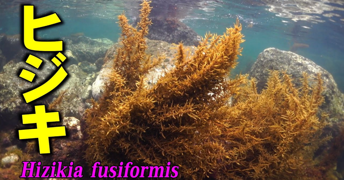 ヒジキの水中映像