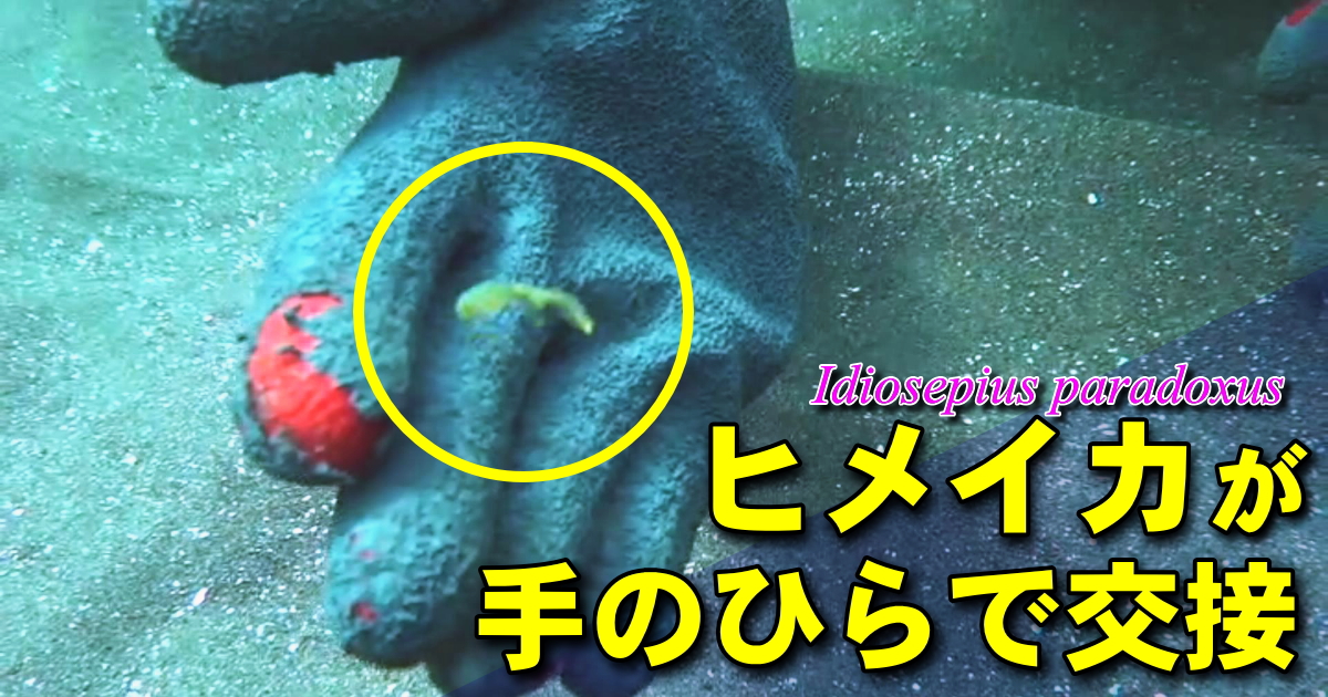 世界最小級のイカと言われるヒメイカの交接シーン。