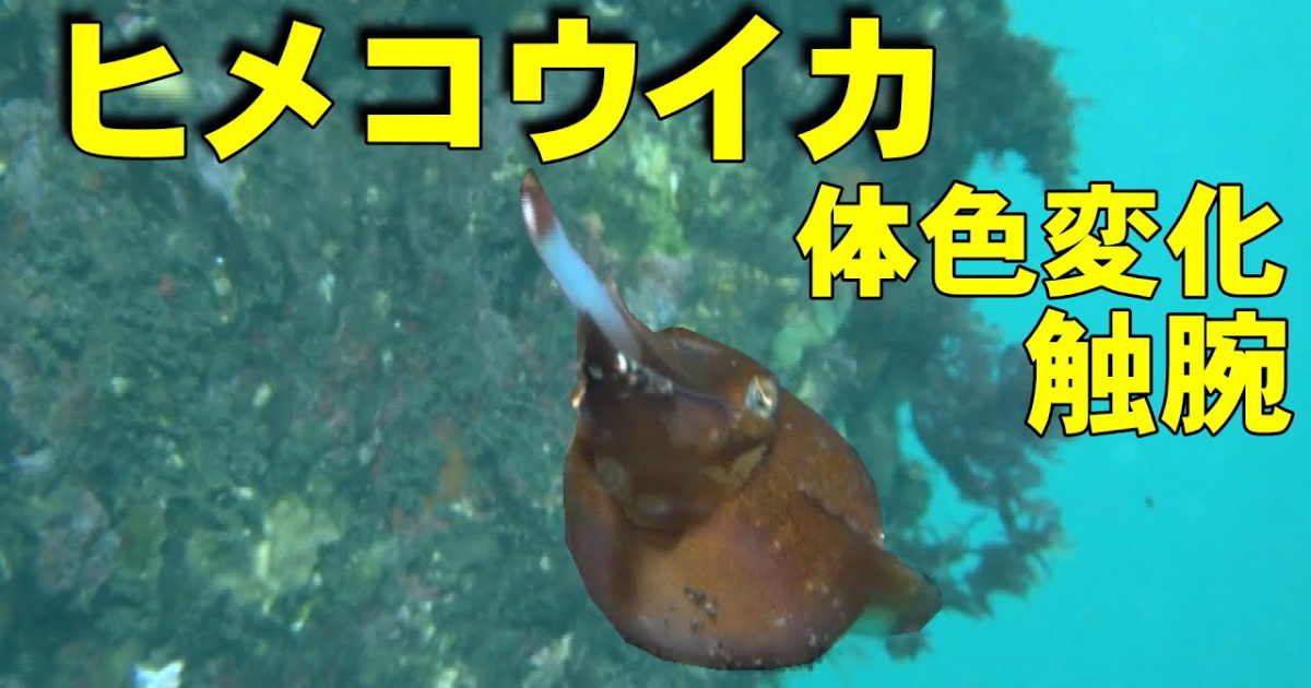ヒメコウイカ水中映像