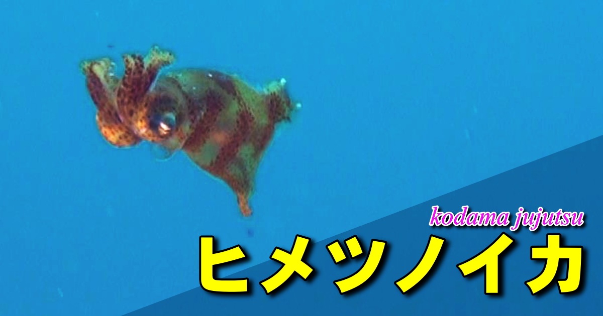 ヒメツノイカ水中映像