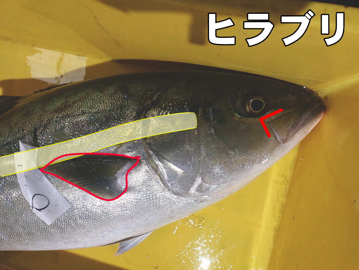 ヒラブリの特徴