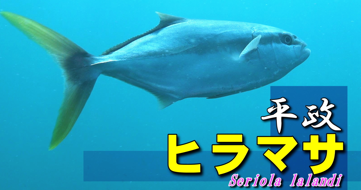 ヒラマサ水中映像