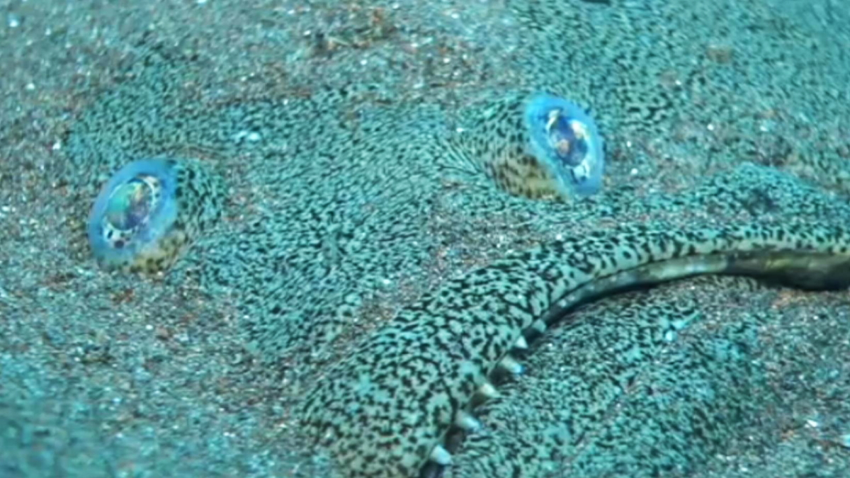 ヒラメの目の動きをとらえた水中映像