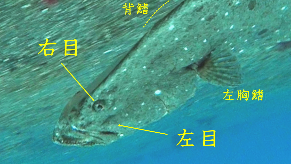ヒラメの「表裏」は「左右」であると見える写真