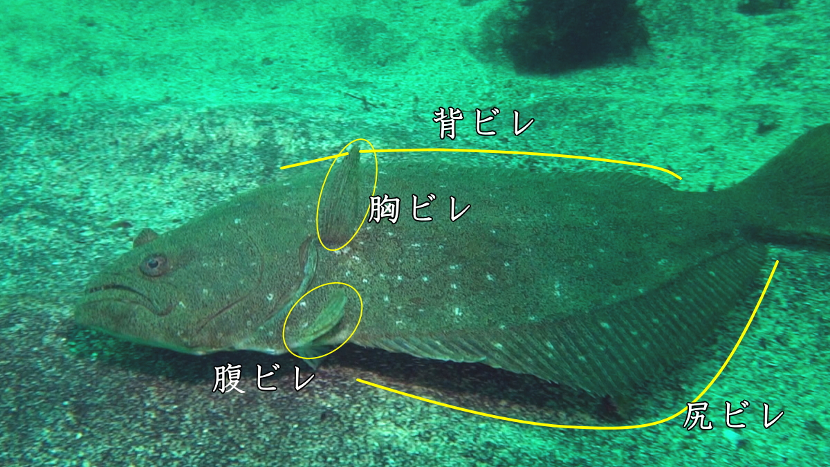 ヤリイカのメス