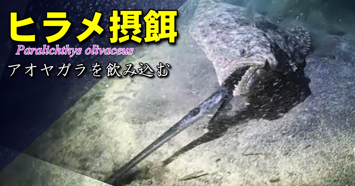 夜の海底でアオヤガラを丸にするヒラメの水中映像。