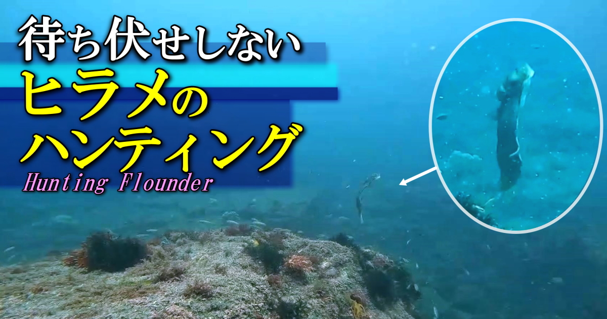 ベラの産卵に突っ込んで泳いできて捕食するヒラメ