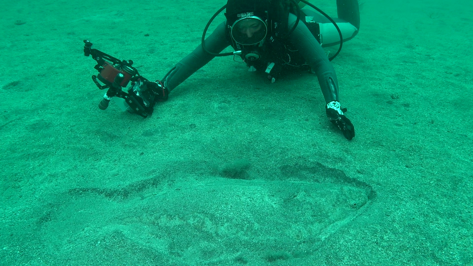 120mほどと思われるヒラメの水中映像。100cmを超えるヒラメは稀で、15歳ほどと思われる