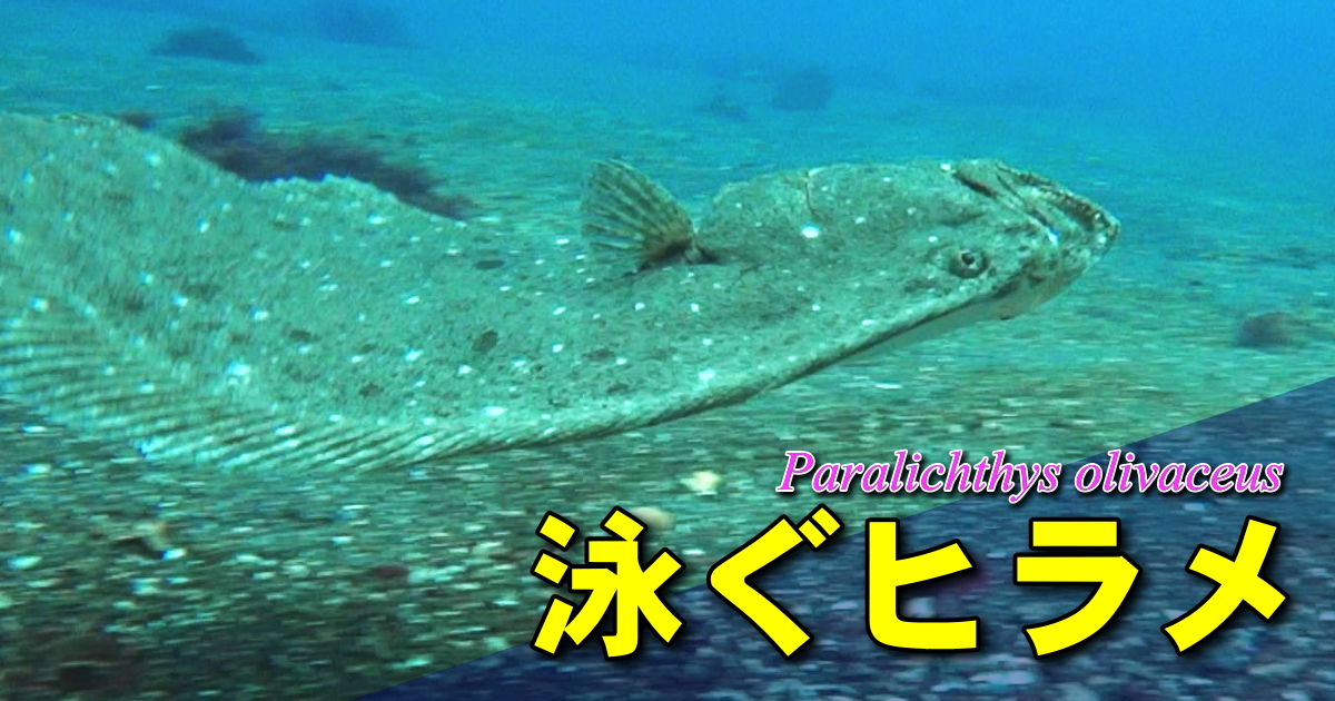 ヒラメの擬態や泳ぐ様子の水中映像。養殖や食文化、様々な地方名なども紹介。