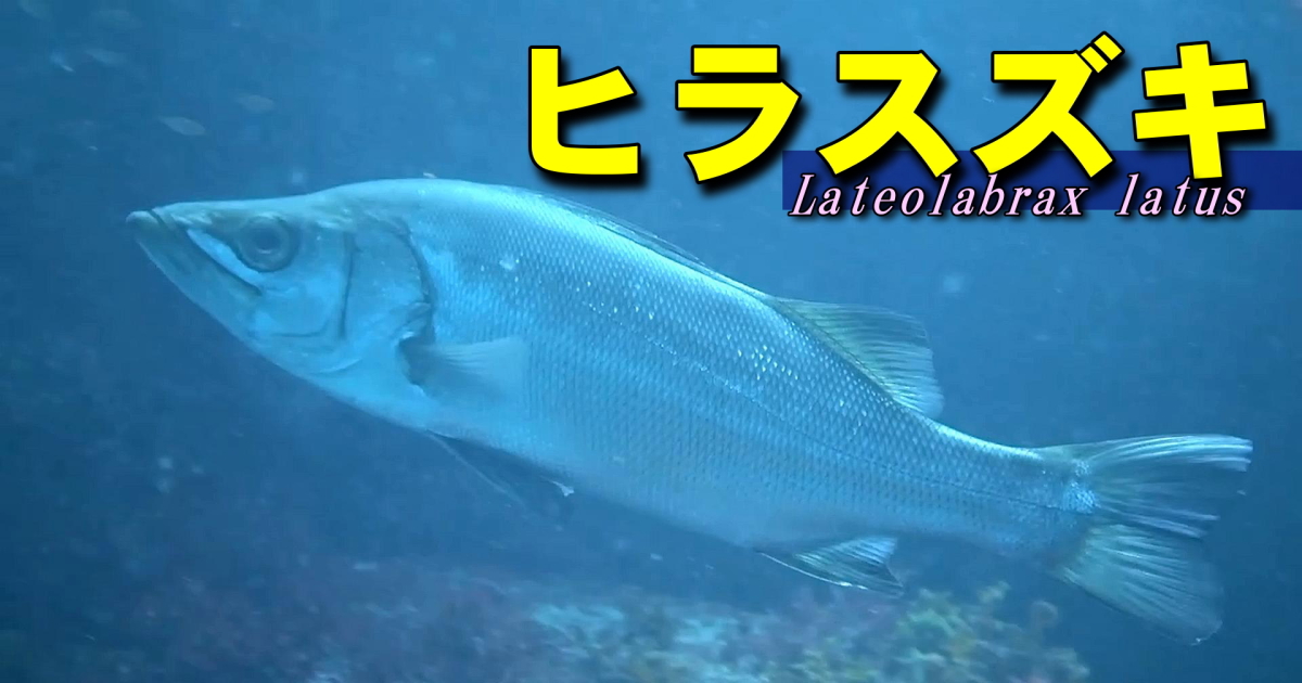 ヒラスズキは岩場や防波堤などの波の当る場所を好むと言われるが、岸から潜るダイバーでも滅多に出会える魚ではない。慎重派の王様に出会えた貴重な水中映像。