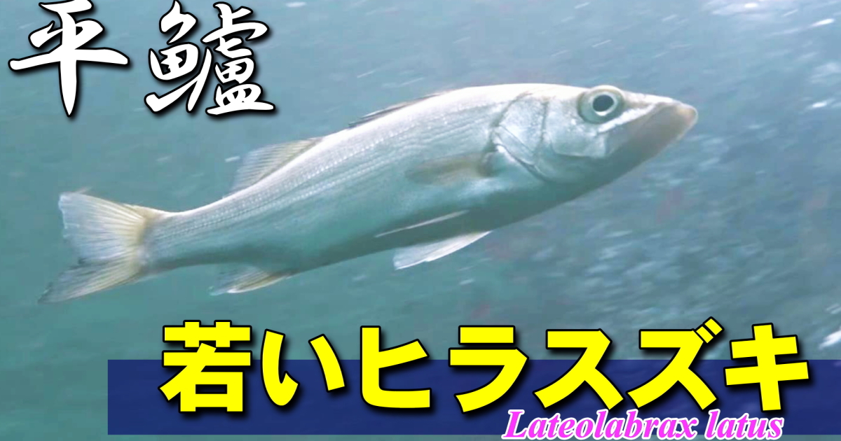 若いヒラスズキ水中映像