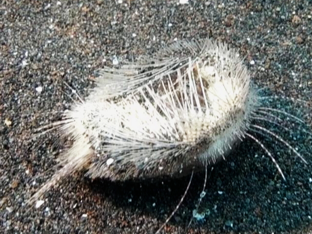 ヒラタブンブクの腹側