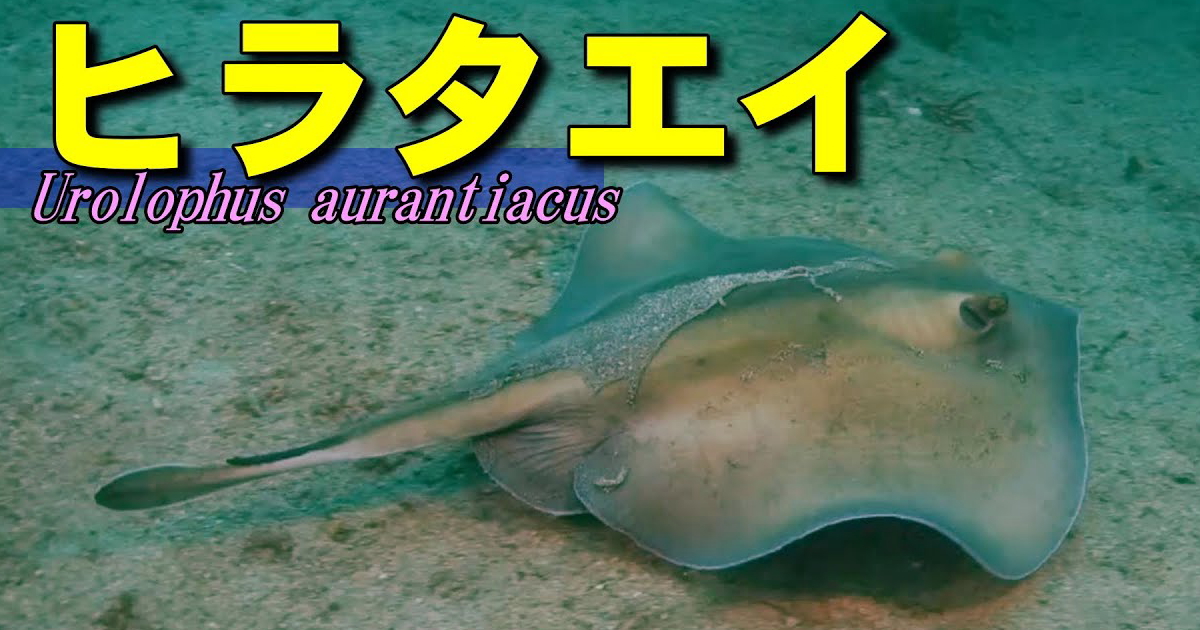 ヒラタエイ水中映像