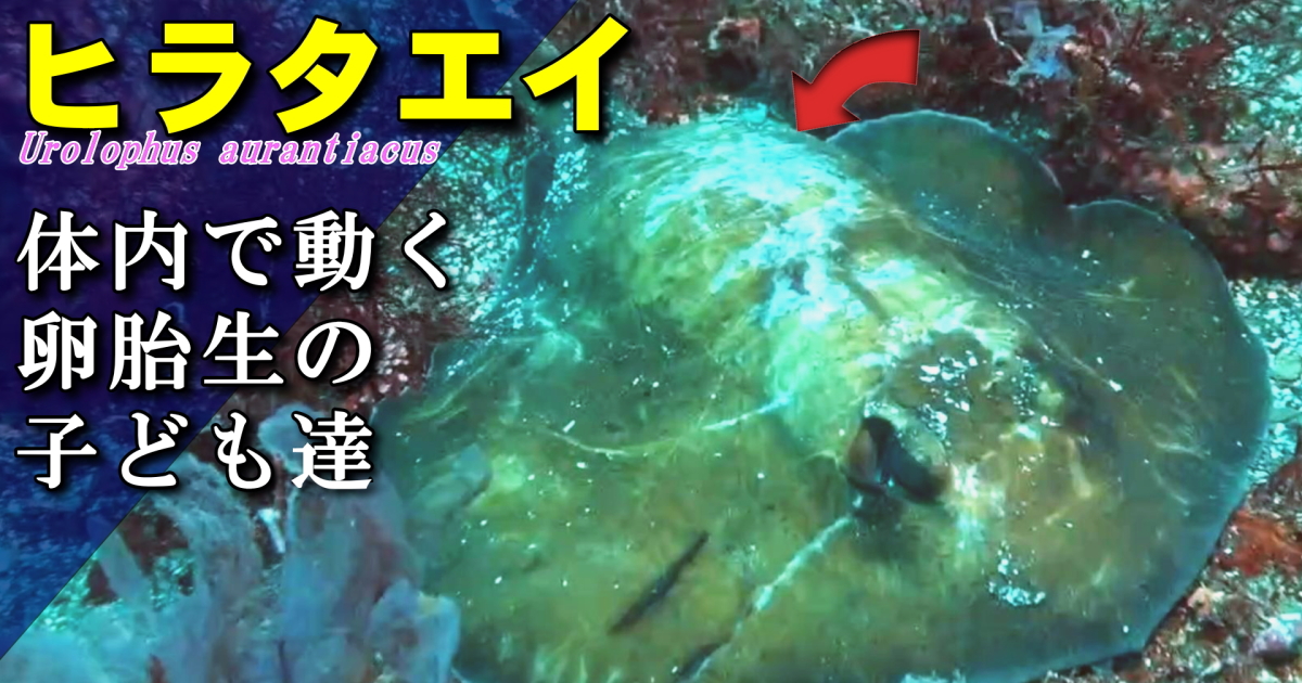 妊娠中のヒラタエイ水中映像