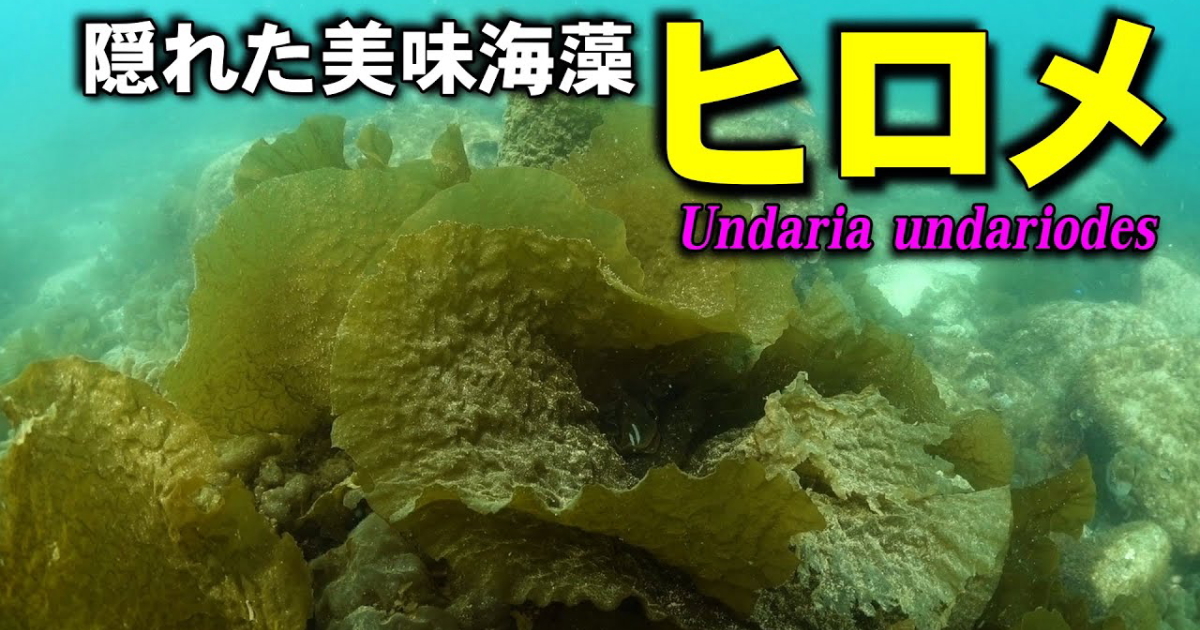 ヒロメの水中映像