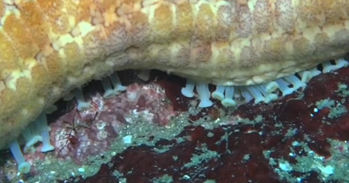 一般的なヒトデの管足。先端が吸盤になっている