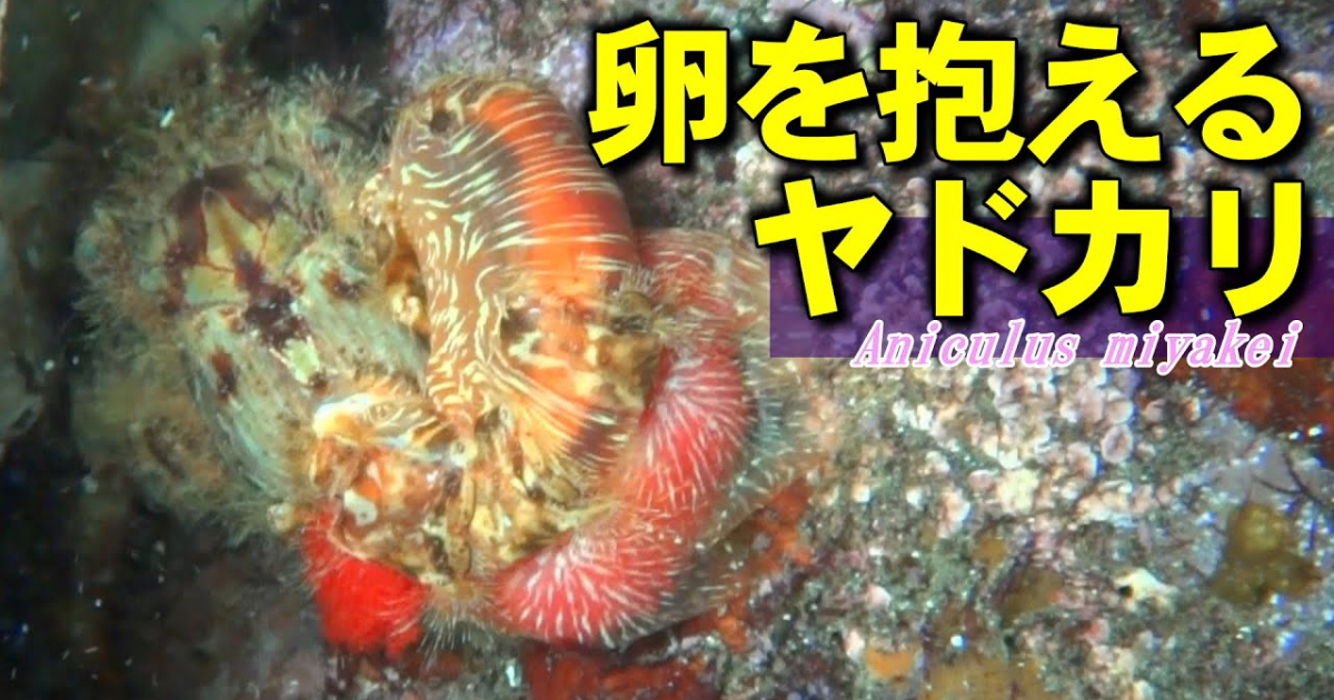 偶然に殻から出てしまった、卵を抱えたホンドオニヤドカリの水中映像。ヤドカリの卵は外から見えないため、抱卵の様子は希少映像。この後は無事に殻に戻ってもらった。