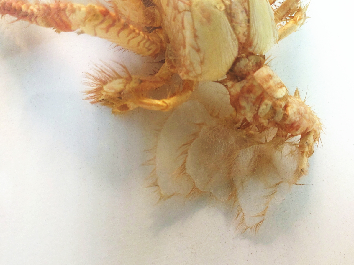 右巻きの貝に入ることから、ヤドカリの腹部にある脚である「腹肢」は左側のみが発達し、右側は退化して縮小、または消失している。