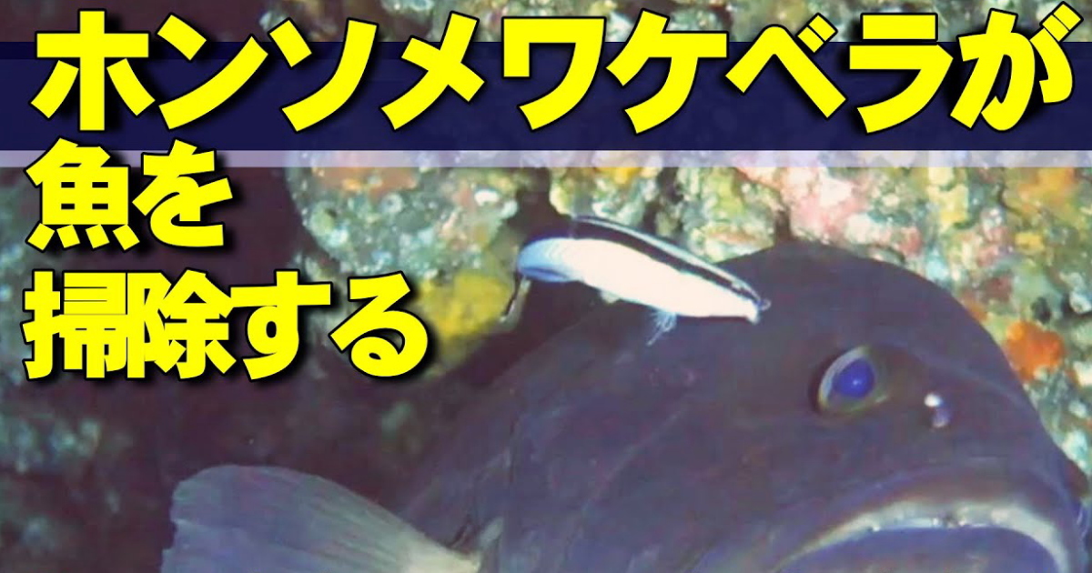 ホンソメワケベラ水中映像