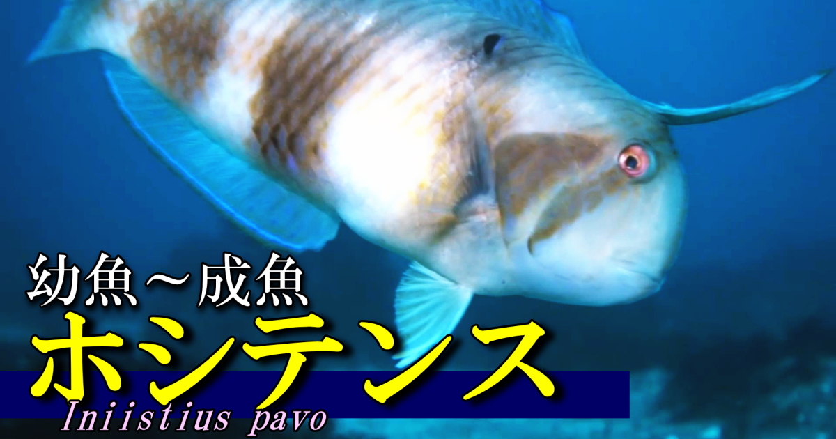 ホシテンス水中映像