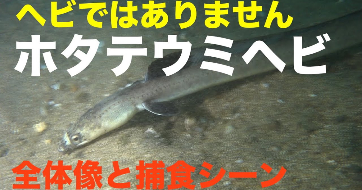 ホタテウミヘビ水中映像