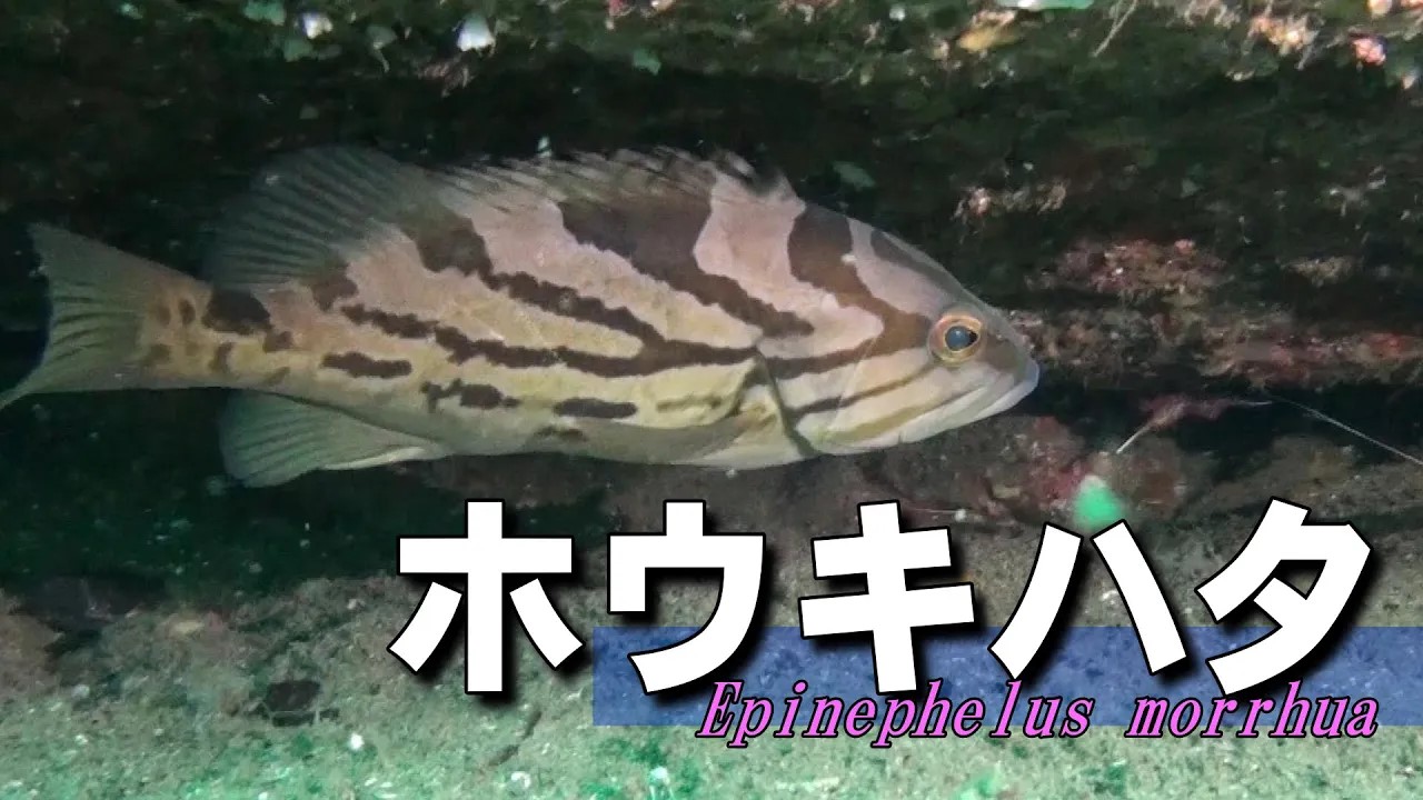 複雑な帯模様が印象的なホウキハタ