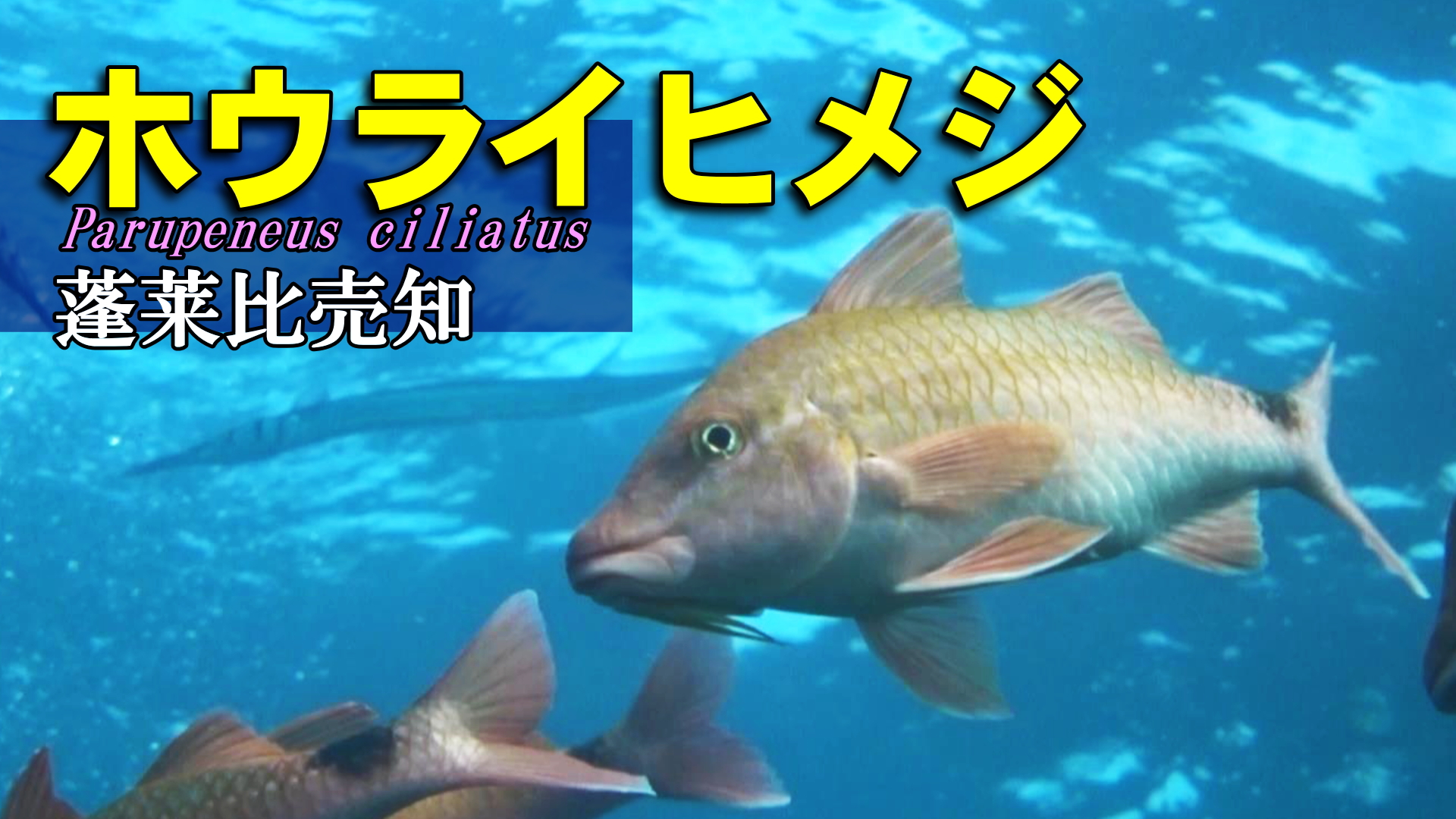 ホウライヒメジの水中映像