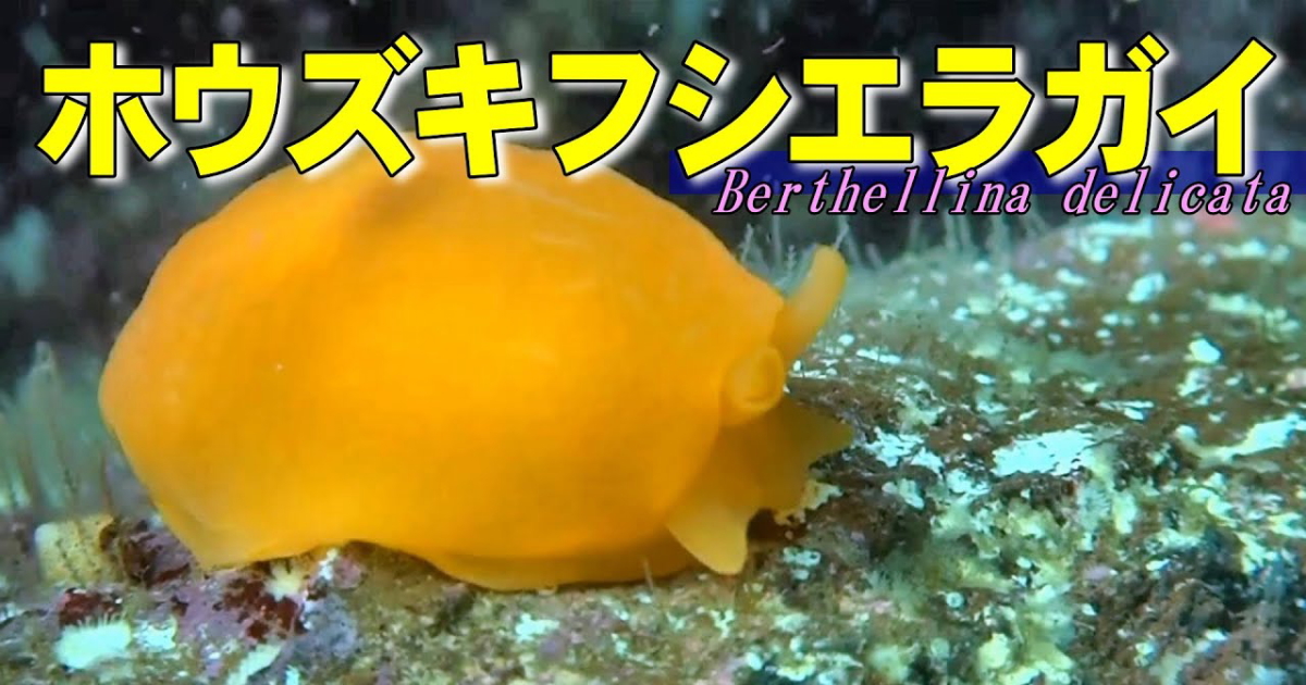 ホウズキフシエラガイ水中映像