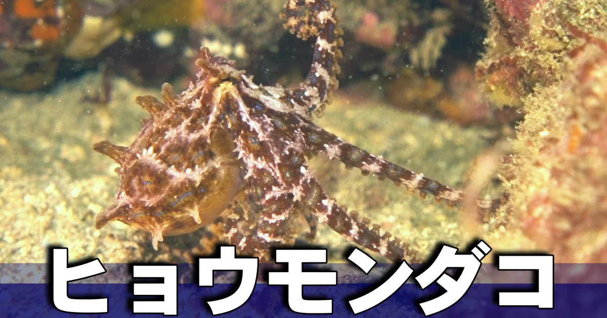 美しい模様を持つヒョウモンダコは、唾液に猛毒のテトロドトキシン（フグ毒）を含む。