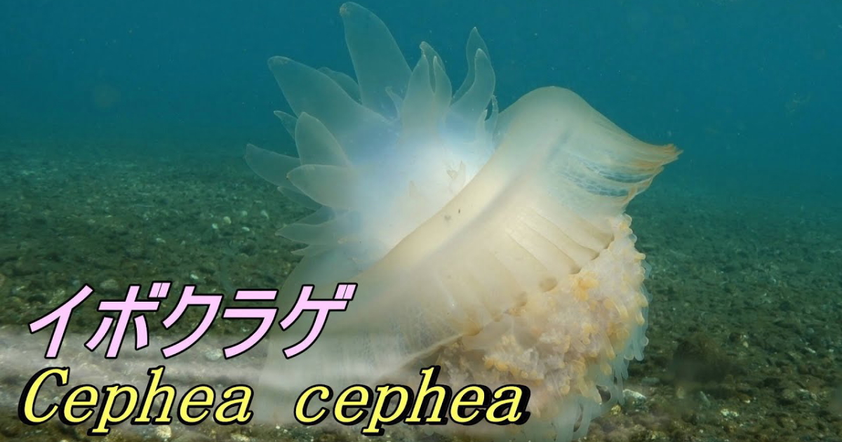 イボクラゲ水中映像