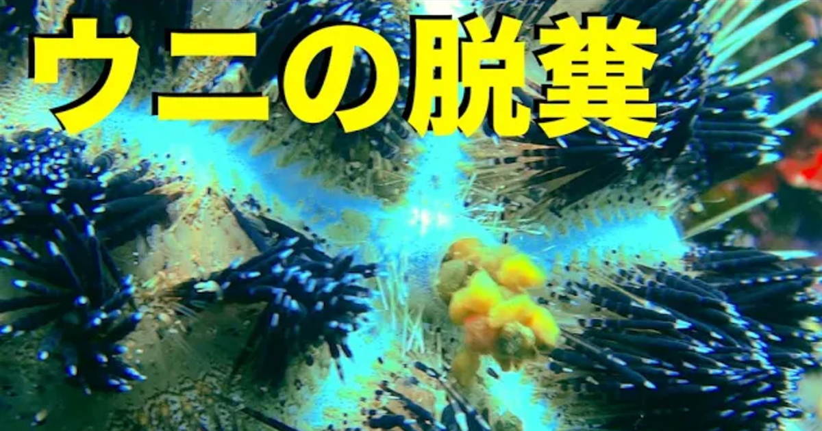 イイジマフクロウニが脱糞する水中映像