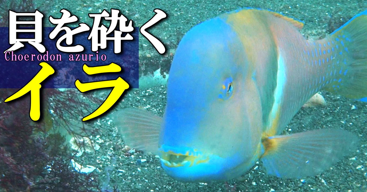 イラが貝を砕いて食べる水中映像。咽頭顎で砕く様子が見られる。