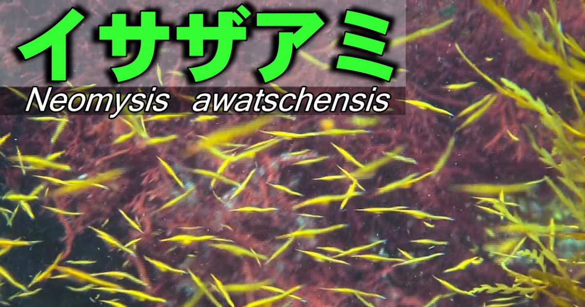 イサザアミ水中映像