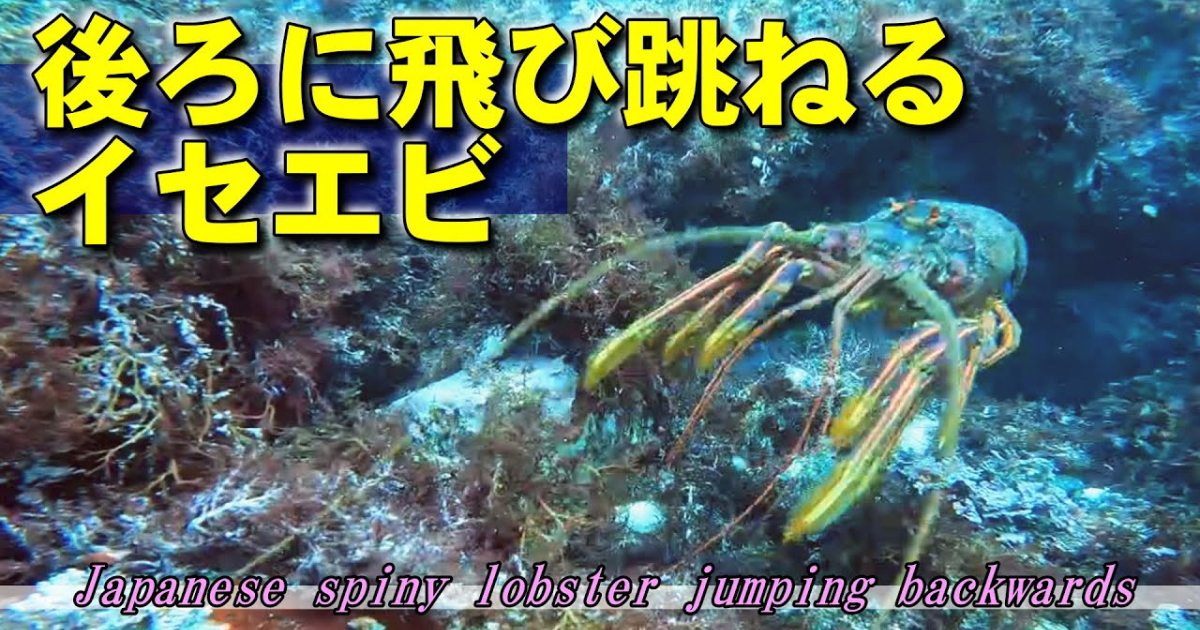 巨大な尾で力強くバックするイセエビの水中映像