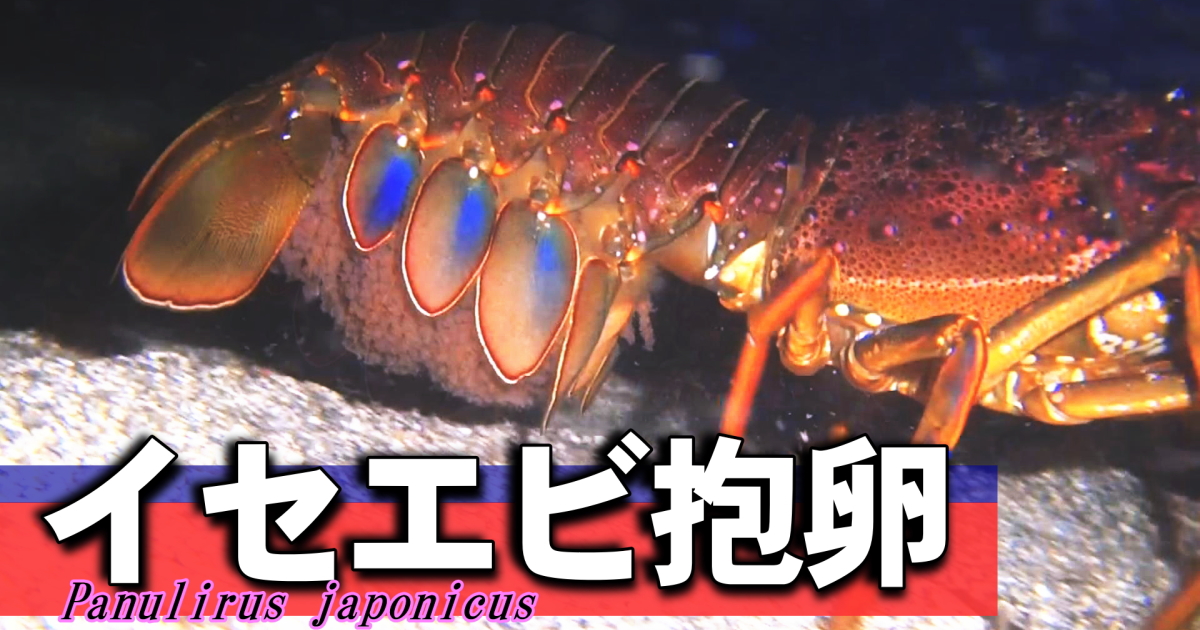 イセエビが抱卵する水中映像