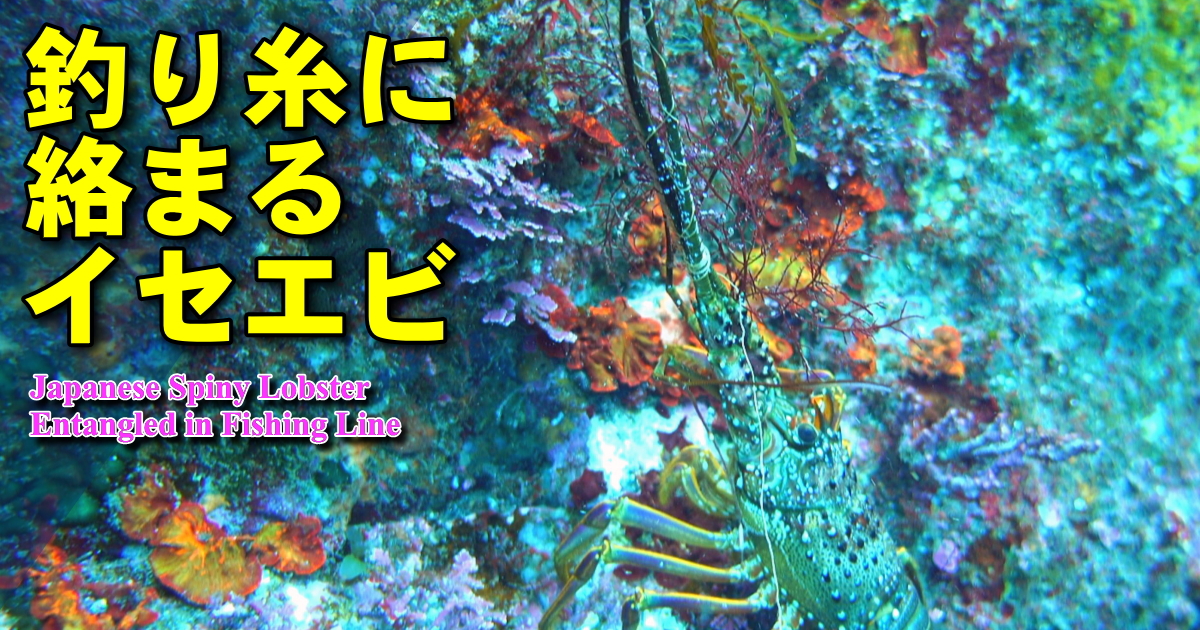根掛かりした釣り糸に触角が絡まって動けないイセエビの水中映像