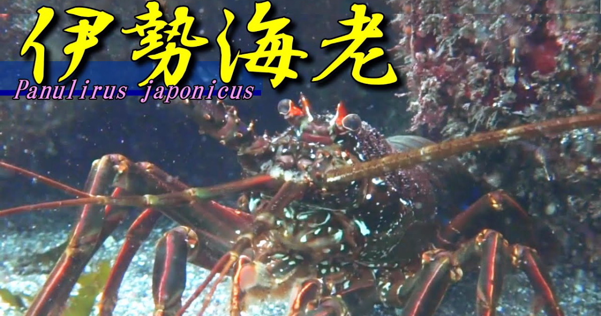 武運や長寿など、様々な縁起をかつぐ食材「イセエビ」の水中映像