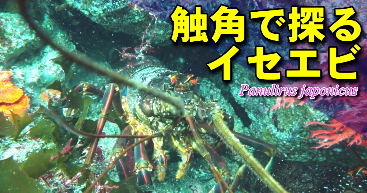 太く長い第2触角で、ダイバーの水中カメラに触れて探るイセエビの水中映像。